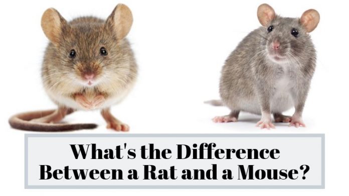 Difference between rat and mouse
