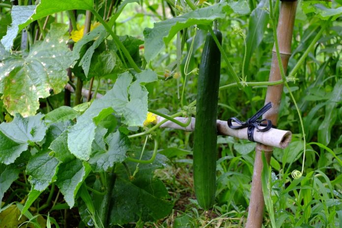 How to grow cucumbers