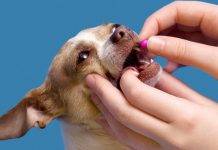 How much benadryl can I give my dog? How much benadryl can I give my dog?